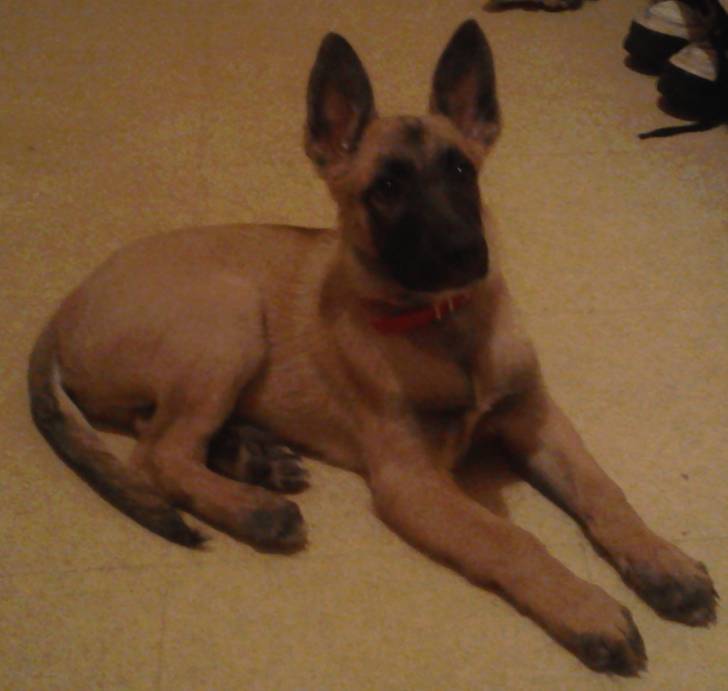 Tyler - Berger Belge Malinois Mâle (3 mois)