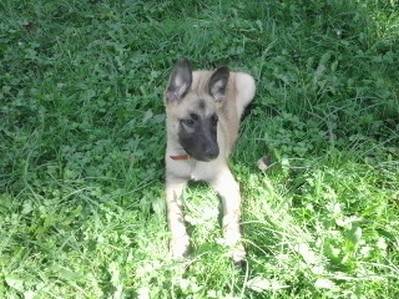 Tyler - Berger Belge Malinois Mâle (3 mois)