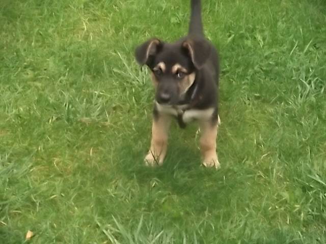 Murphy - Berger Belge Malinois Mâle (5 mois)