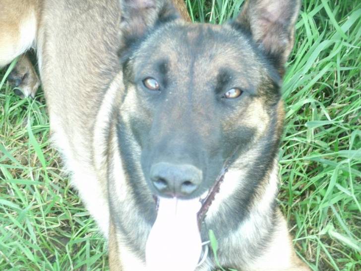 foudre - Berger Belge Malinois (2 ans)