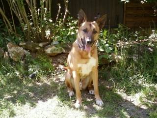 Mon Kapy - Berger Belge Malinois Mâle (4 ans)