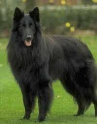 Manetlis - Berger Belge Malinois (1 an)