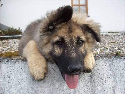 Aladin - Berger Belge Malinois Mâle (1 mois)