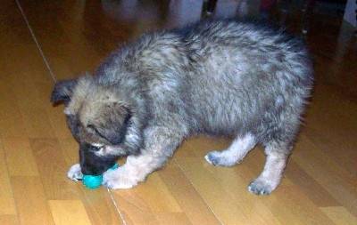 Aladin - Berger Belge Malinois Mâle (1 mois)