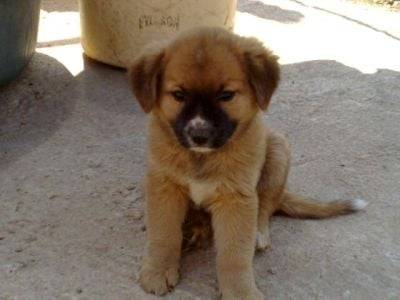 Paola - Berger Belge Malinois (1 mois)