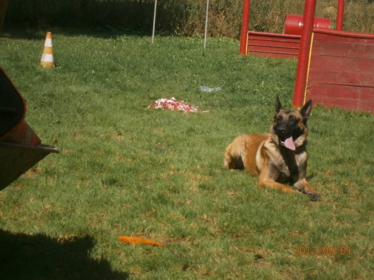 Darko - Berger Belge Malinois Mâle (2 ans)