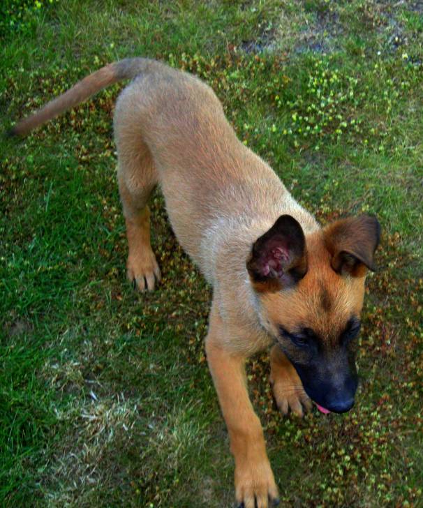 Lobo - Berger Belge Malinois Mâle (1 an)
