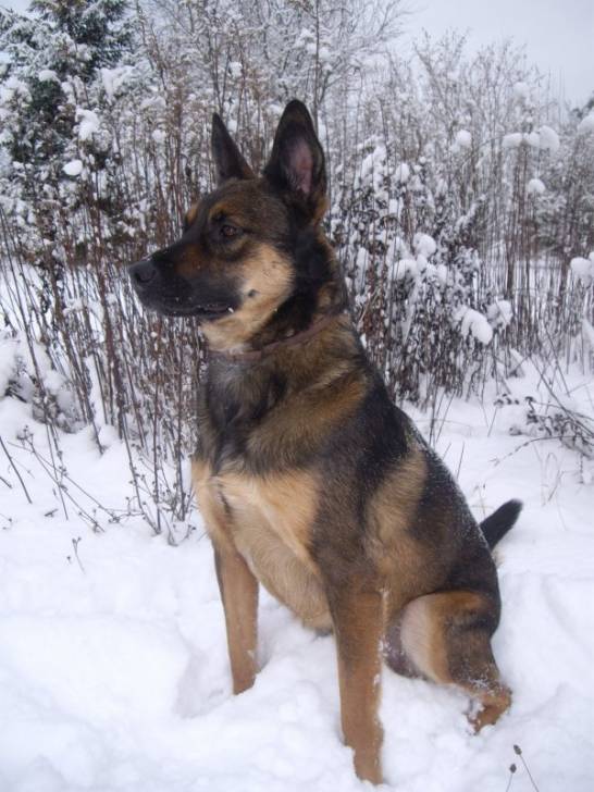 Donald - Berger Belge Malinois Mâle (1 mois)