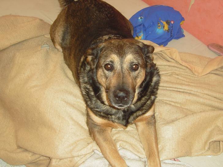 tosca - Berger Belge Malinois (7 ans)