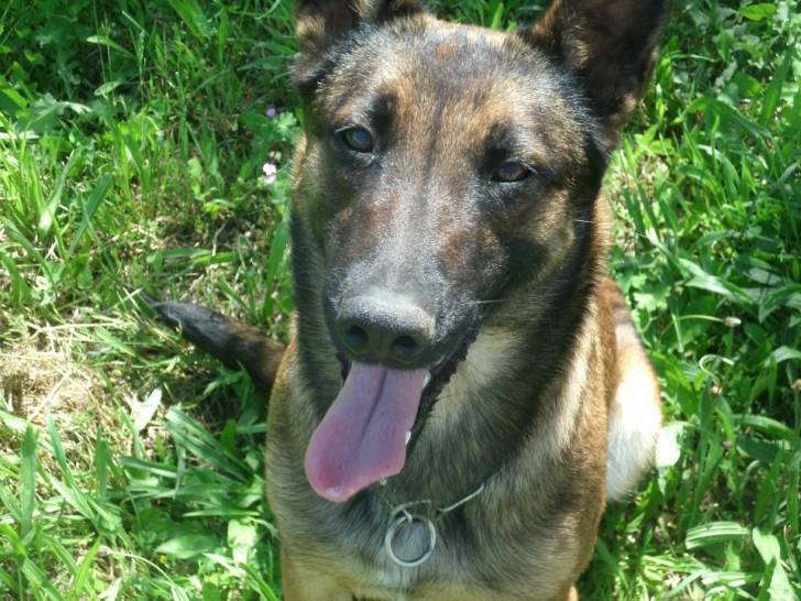 foudre - Berger Belge Malinois (2 ans)