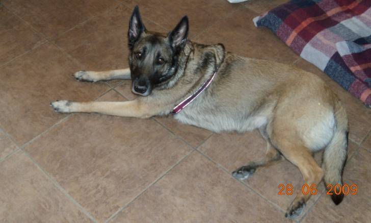 lena - Berger Belge Malinois (6 ans)