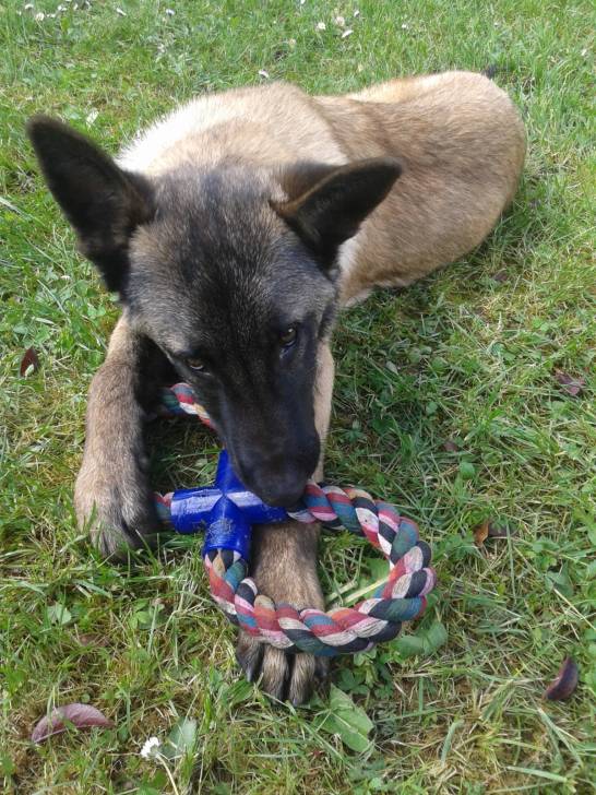 Gin - Berger Belge Malinois Mâle (6 mois)