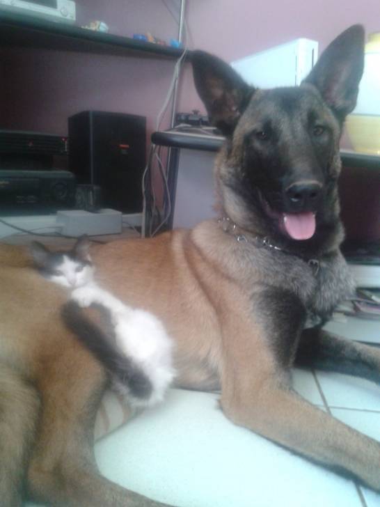 Gin et Hercule - Berger Belge Malinois Mâle (6 mois)