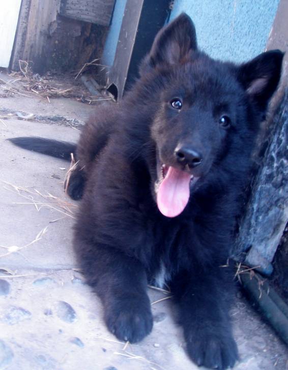Sangat - Berger Belge Malinois Mâle (3 mois)