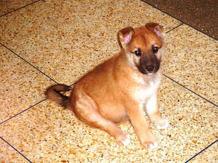 ares - Berger Belge Malinois Mâle (2 mois)