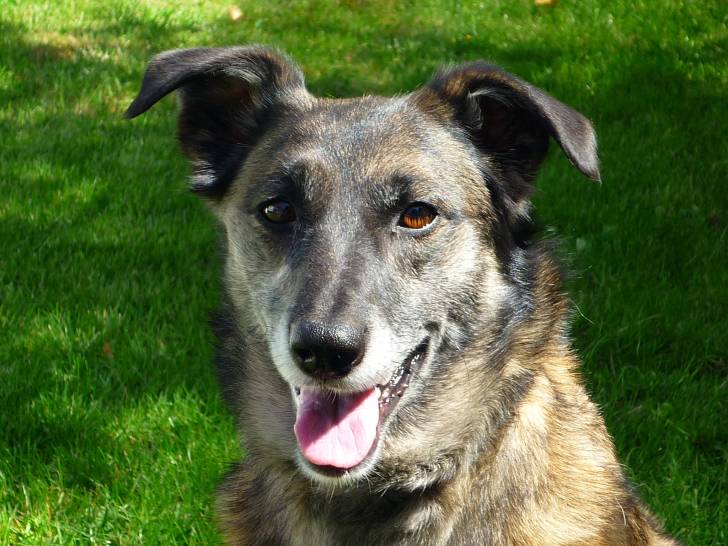 laica - Berger Belge Malinois (5 ans)