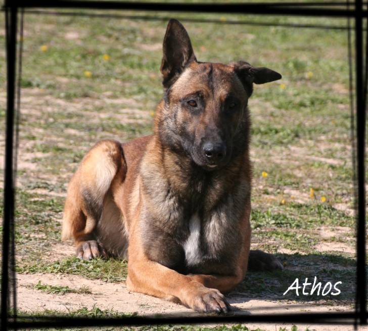 Athos - Berger Belge Malinois Mâle (4 ans)