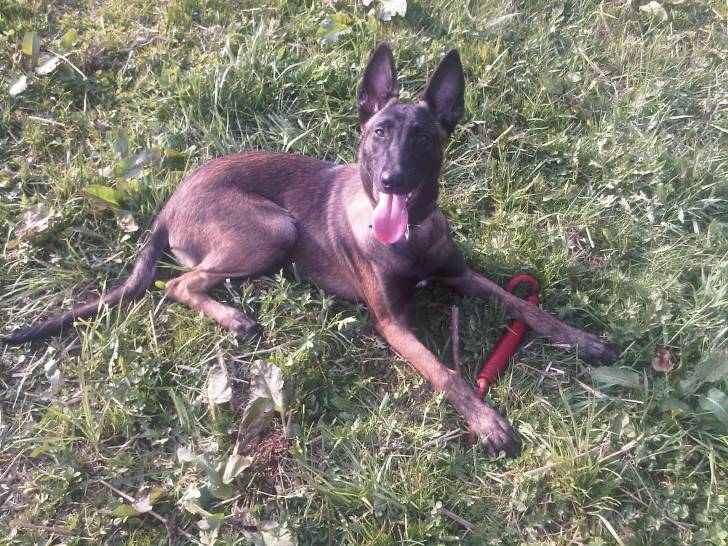 Jazz - Berger Belge Malinois (2 ans)