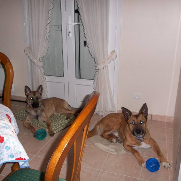 Kapy et Eden - Berger Belge Malinois
