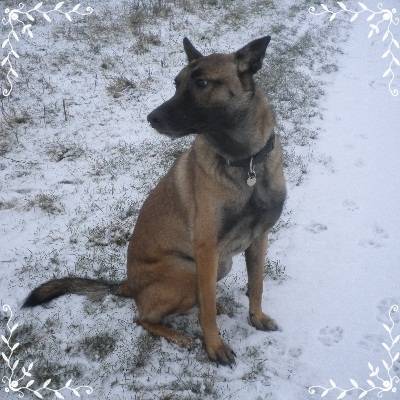 Volt - Berger Belge Malinois Mâle (2 ans)