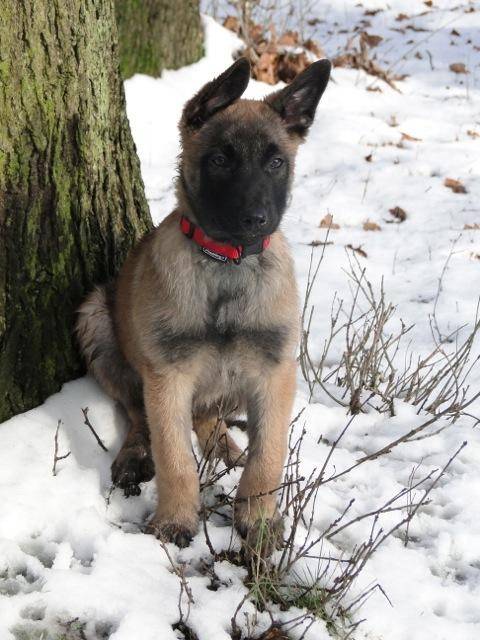 hasko - Berger Belge Malinois Mâle (3 mois)