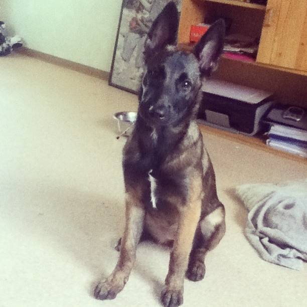 Haika - Berger Belge Malinois (4 mois)