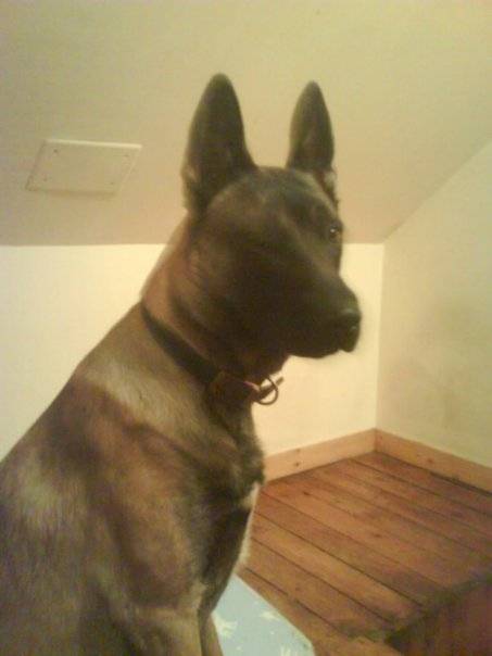 luther - Berger Belge Malinois Mâle (6 ans)