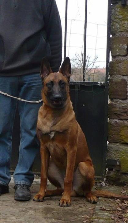 Darko des Loups d'Agar - Berger Belge Malinois Mâle (4 ans)