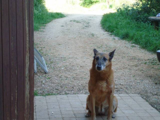 lalie - Berger Belge Malinois (10 mois)