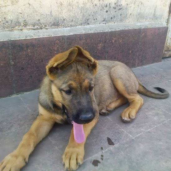 Berger Belge Malinois - Berger Belge Malinois Mâle (3 mois)