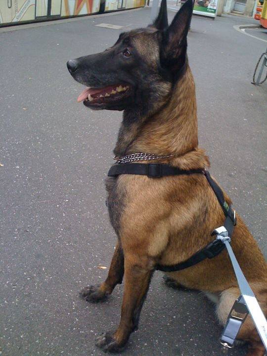 Lexi - Berger Belge Malinois Mâle (1 an)