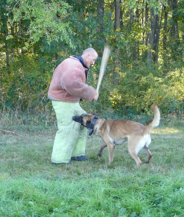 Falko - Berger Belge Malinois Mâle (3 ans)