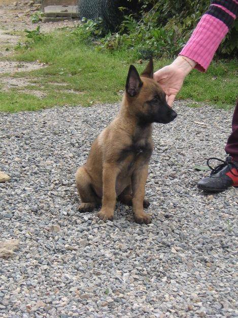 Tarzan - Berger Belge Malinois Mâle (7 mois)