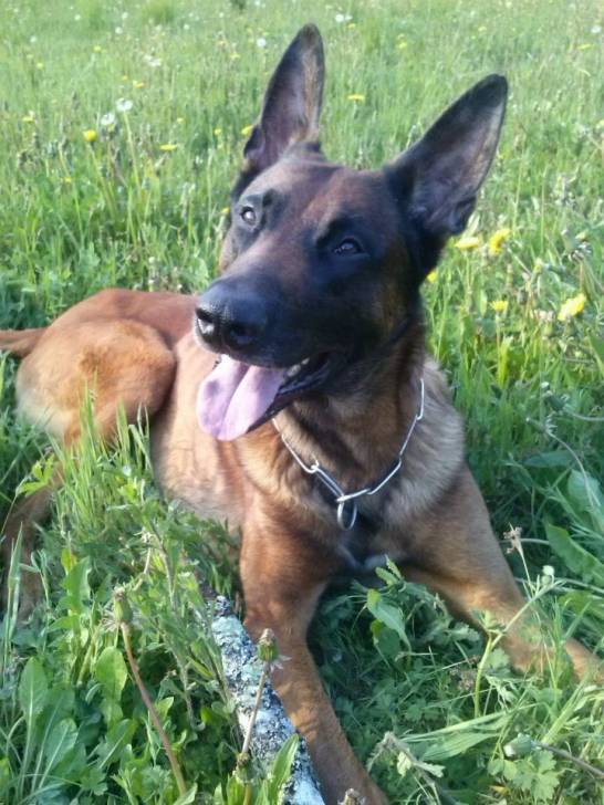 Darko des Loups d'Agar - Berger Belge Malinois Mâle (5 ans)