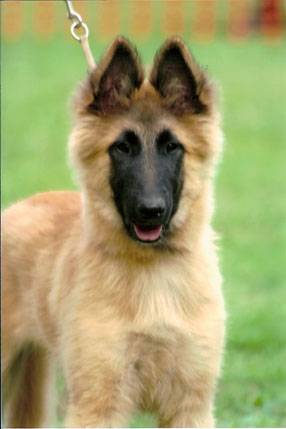 ASKA - Berger Belge Malinois (3 mois)
