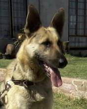 Titán - Berger Belge Malinois Mâle (4 ans)