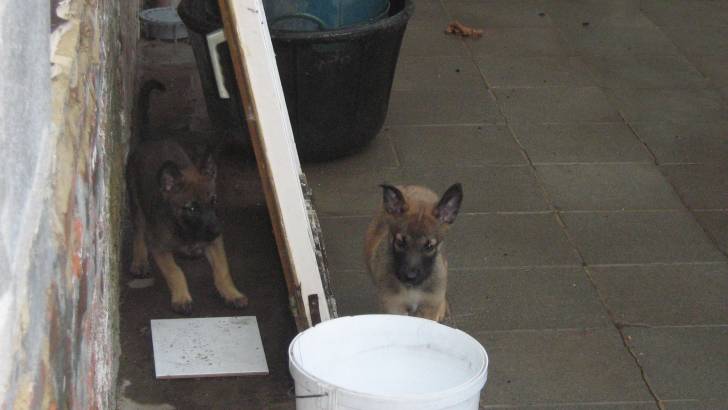 mes amours - Berger Belge Malinois (2 mois)