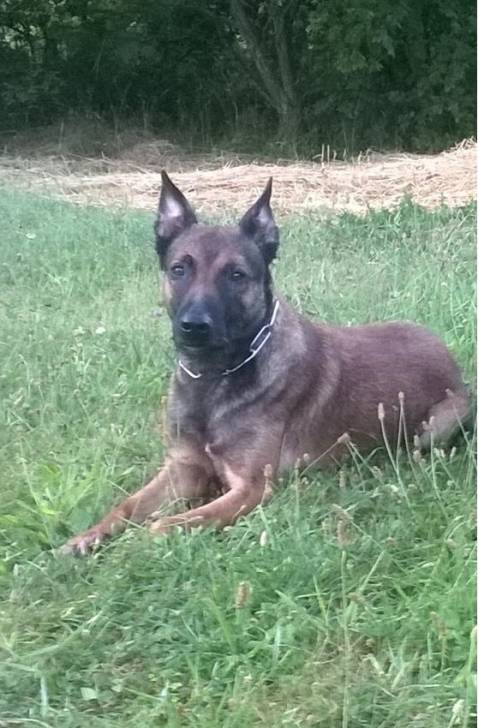 Falko du Bois blancval - Berger Belge Malinois Mâle (4 ans)