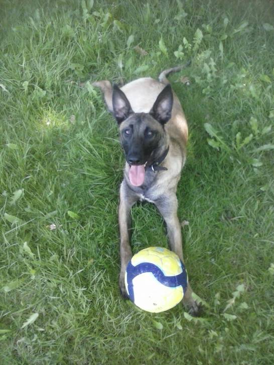 Hold up des belles contrées - Berger Belge Malinois (2 ans)