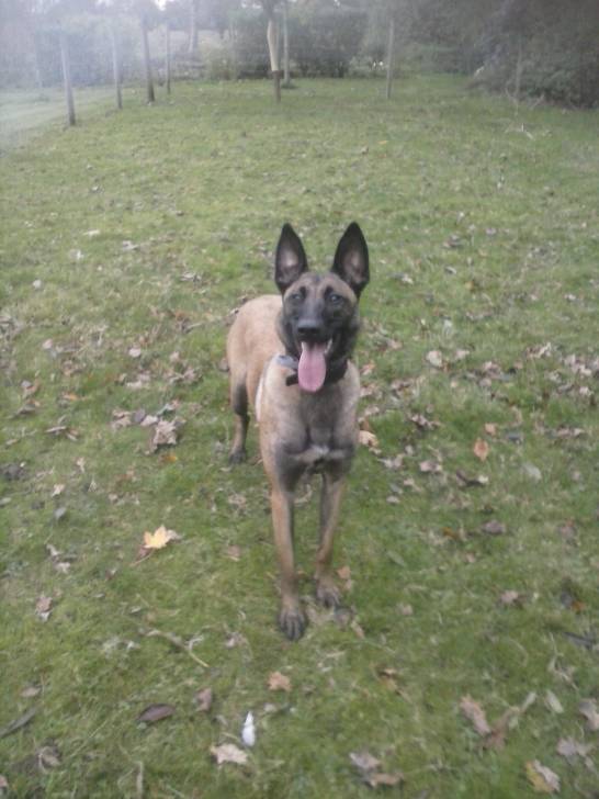 Hold up des belles contrées - Berger Belge Malinois (2 ans)