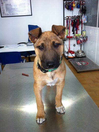 zorro - Berger Belge Malinois Mâle (2 ans)