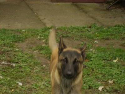 Ducati - Berger Belge Malinois (4 ans)