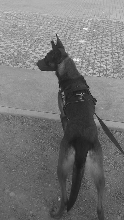 Zack - Berger Belge Malinois Mâle (3 ans)