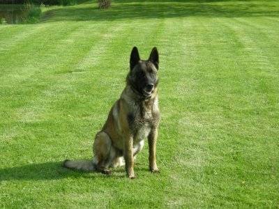 astro - Berger Belge Malinois Mâle (5 ans)