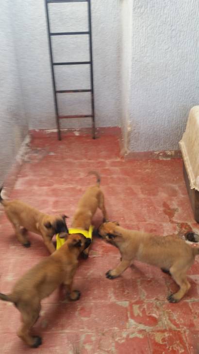 Jugando - Berger Belge Malinois (2 mois)