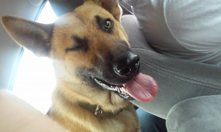 Timmy - Berger Belge Malinois Mâle (6 mois)