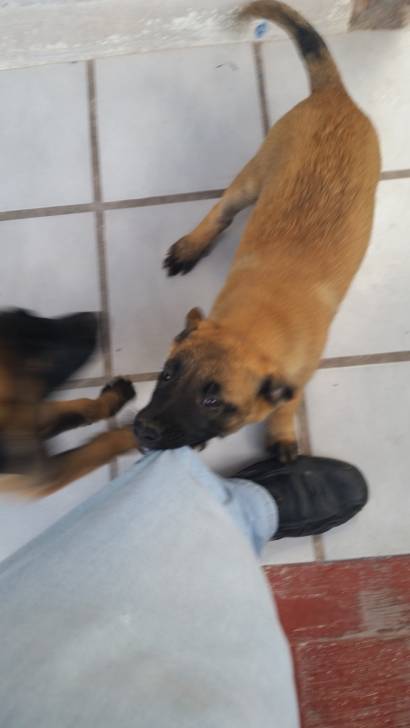 Yani - Berger Belge Malinois (3 mois)