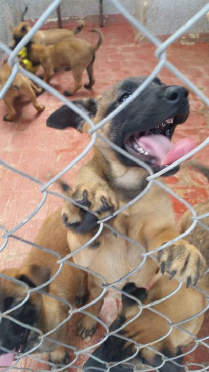 Camada Malinois - Berger Belge Malinois