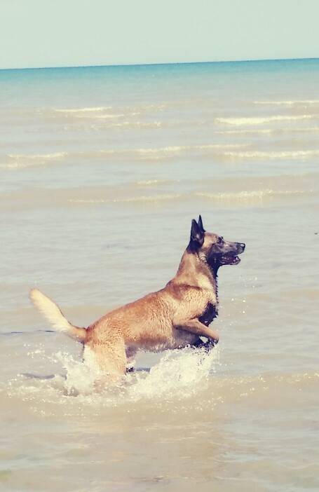 Lord - Berger Belge Malinois Mâle (8 mois)