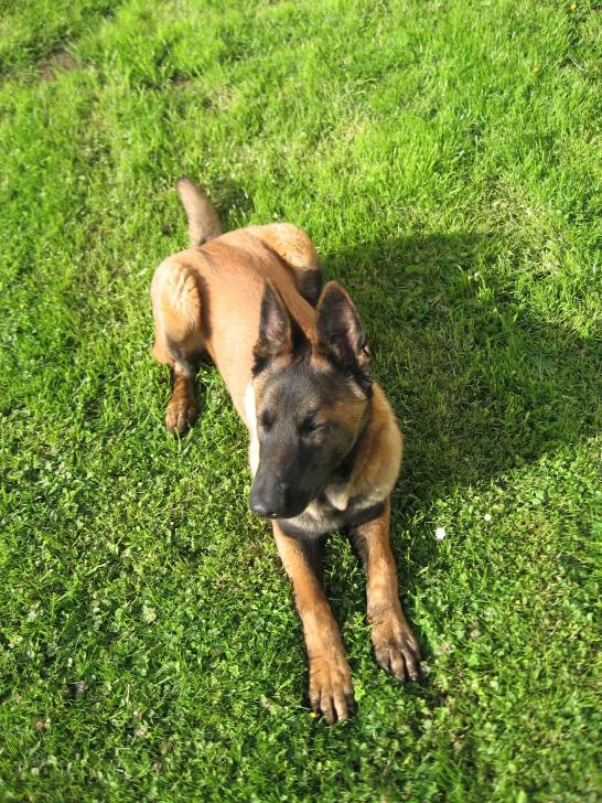 Jack - Berger Belge Malinois Mâle (6 mois)